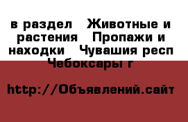  в раздел : Животные и растения » Пропажи и находки . Чувашия респ.,Чебоксары г.